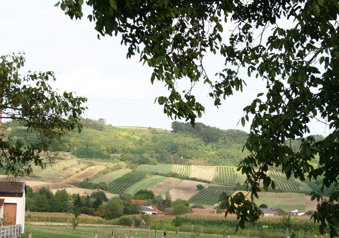 Weinberge und Hügellandschaft im Grünen durch Baum gerahmt