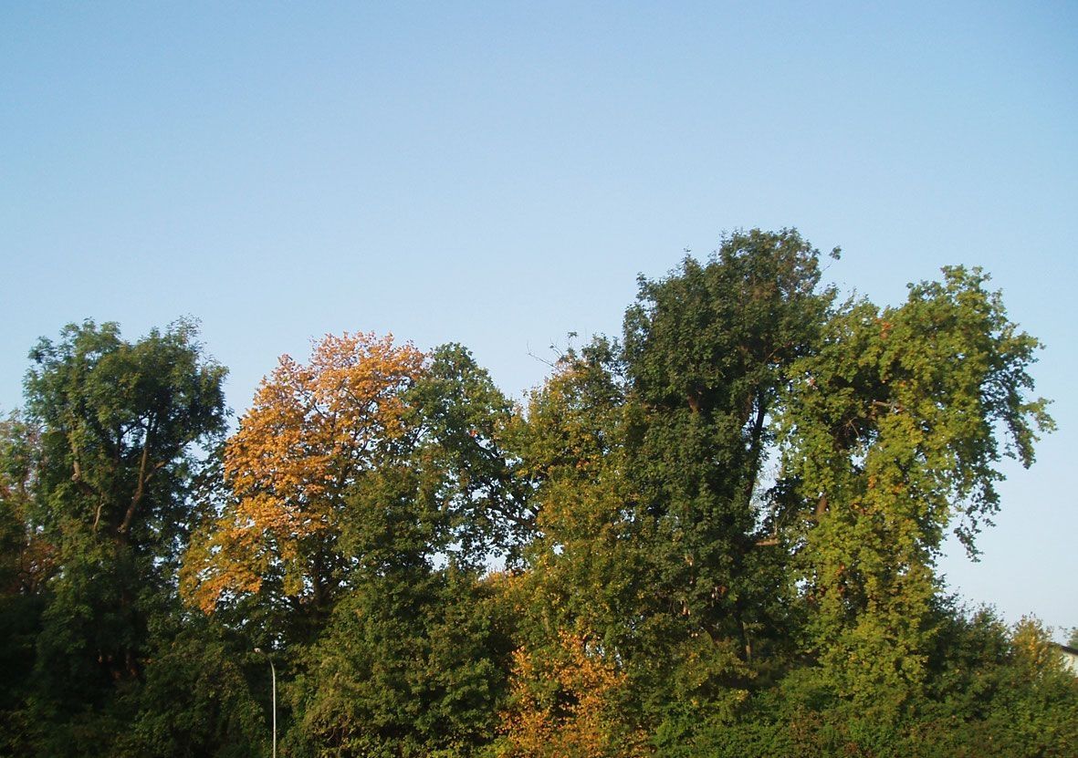 Herbstliche Bäume mit SLH 13 Beschriftung
